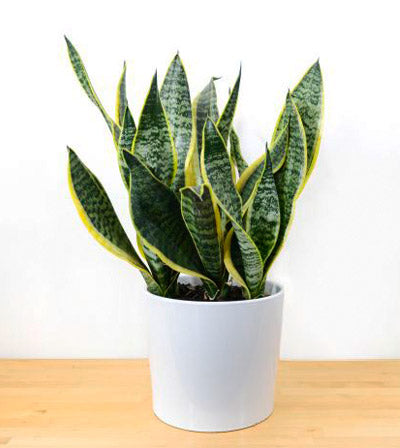 snake plant vancouver Sansevieria (Snake Plant)