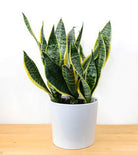 Fresh Blooms Flowers-Sansevieria (Snake Plant)