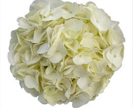 Fresh Blooms Flowers-White Hydrangeas