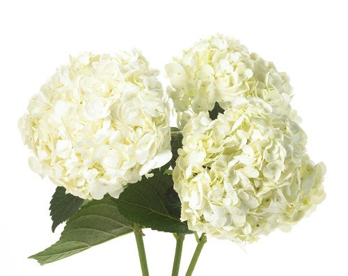 Fresh Blooms Flowers-White Hydrangeas