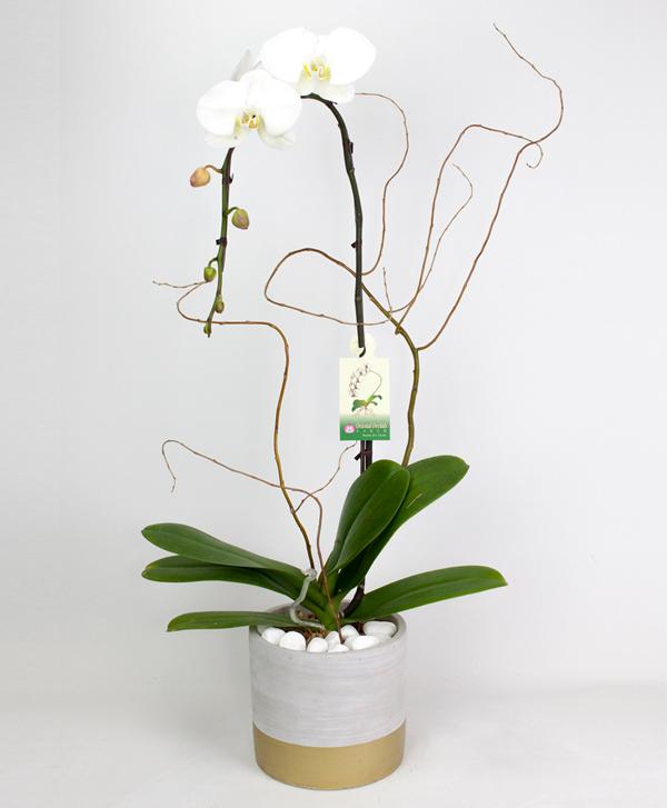Fresh Blooms Flowers-White Orchids Elegance
